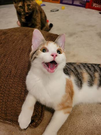 Two cats play indoors. One has a mostly white coat with patches of brown and black and is meowing. The other, in the background, has a tortoiseshell coat