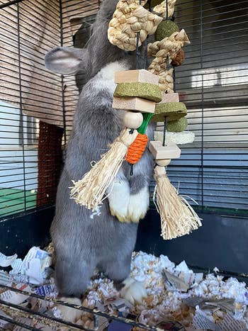 a reviewer's bunny standing on its back legs to reach the top of the chew toy