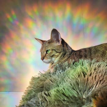 rainbows cast on a wall around a reviewer's cat