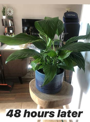 reviewer's plant looking alive and well after using food spikes
