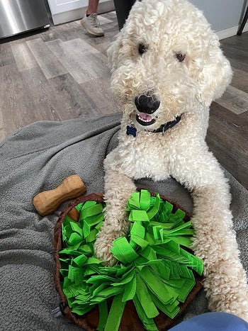 reviewer's golden doodle looking up while playing with the snuffle mat