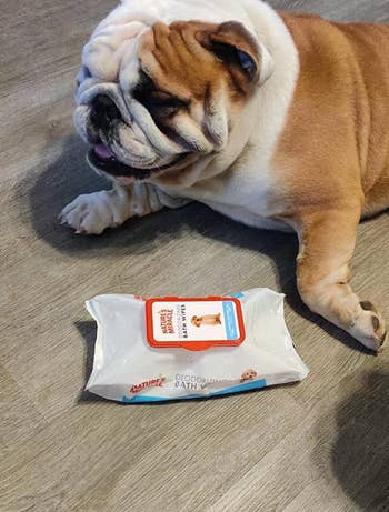 a different reviewer's dog next to the pack of wipes