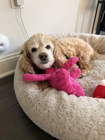 A fluffy canine lies successful a cozy bed, holding a pinkish plush artifact successful its paws, looking up