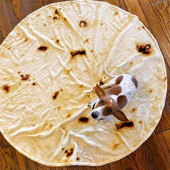 reviewer's dog sitting on circle tortilla-shaped blanket