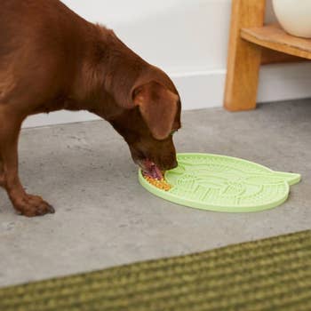 dog licking food off the mat