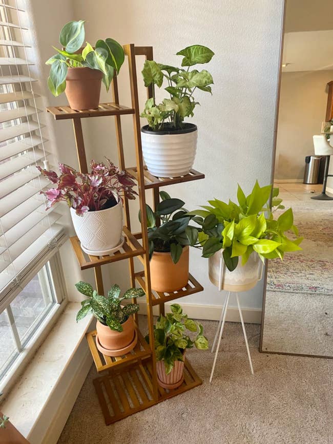 reviewer's brown tiered stand with six plants on it