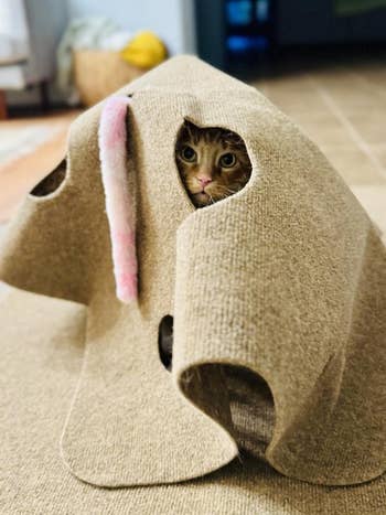 37 Must-Have Products For Multi-Cat Households