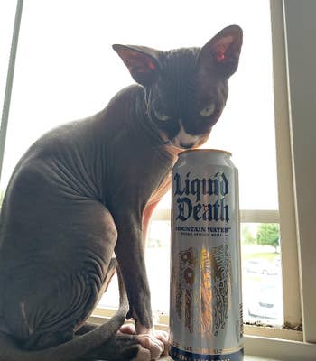 reviewer's hairless cat beside can of water