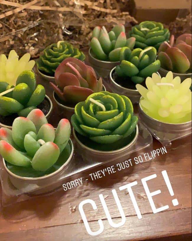 small candles shaped like mini succulents in packaging 