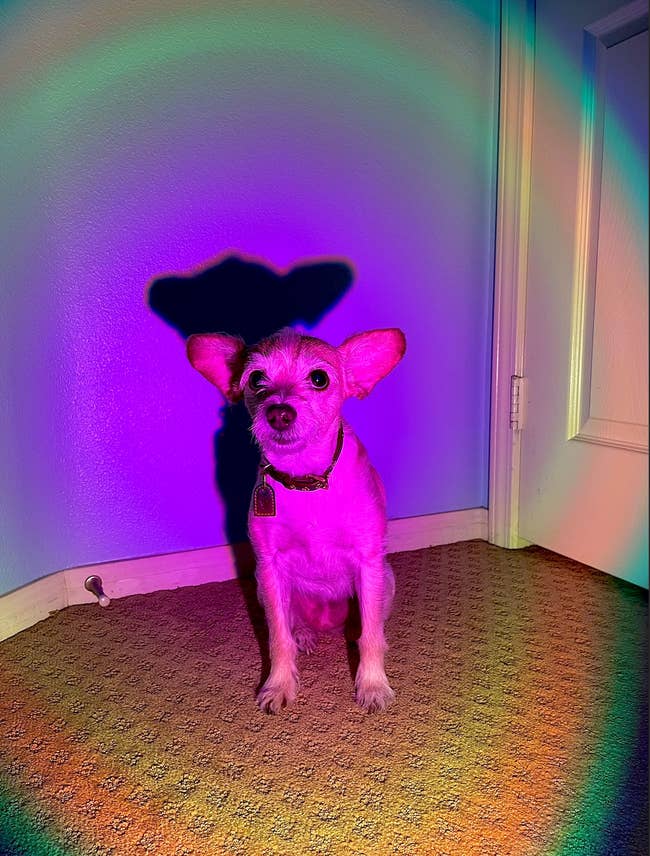a reviewer photo of a dog in the rainbow light