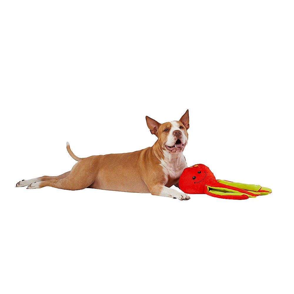 Dog lying down and holding an octopus dog toy