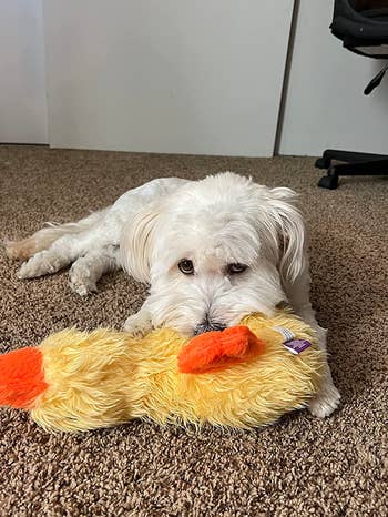 a dog chewing on the orange duck toy