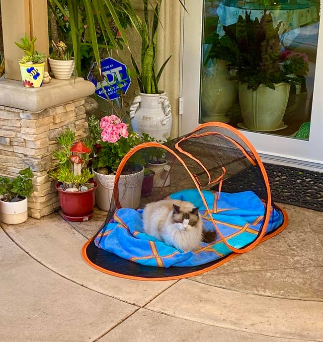 A fluffy feline lounges successful an outdoor favored structure surrounded by potted plants connected a patio