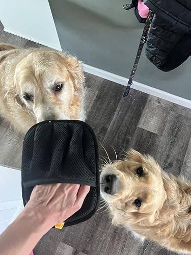 Two dogs look curiously at a hand holding a black grooming brush, suggesting a pet grooming session