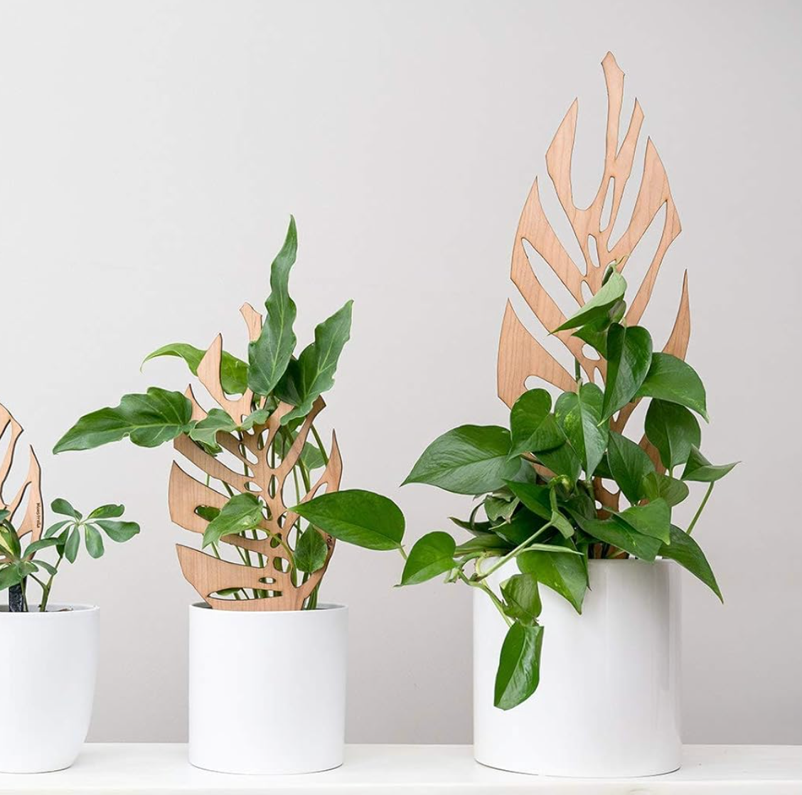 two potted plants with the regular   and ample  trellis supporting their leaves