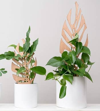 two potted plants with the regular and ample trellis supporting their leaves