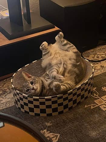 reviewer's cat upside down in the cat scratcher bed