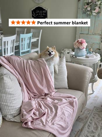 Dog connected  a sofa  with a pinkish  blanket, adjacent  to a motion   saying 