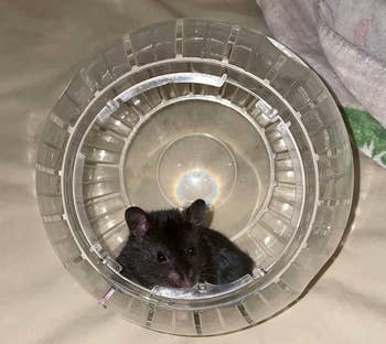 A reviewer's black hamster inside the ball