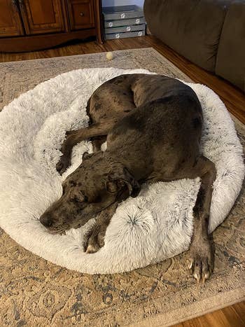 reviewer photo of Great Dane in donut bed