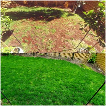Reviewer before and after pic of their lawn with and without grass