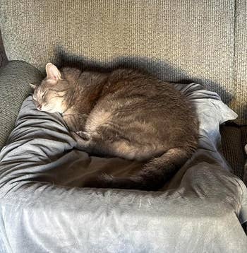 Cat sleeping on a cushioned chair, nestled on a soft blanket