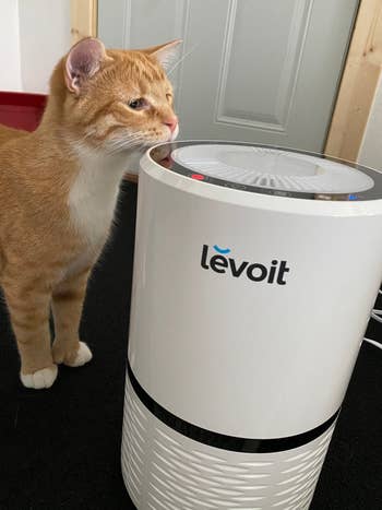 reviewer's orange cat standing next to the white air purifier