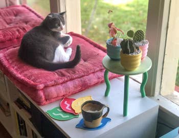 green wavy plant stand next to a cat