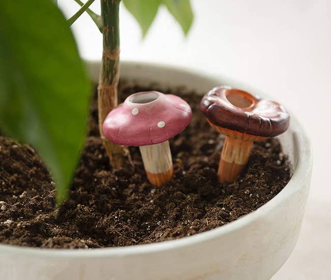 two mushroom-shaped watering stakes stuck in the soil of a potted plant 