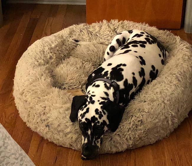A Dalmatian lies curled up in a plush dog bed