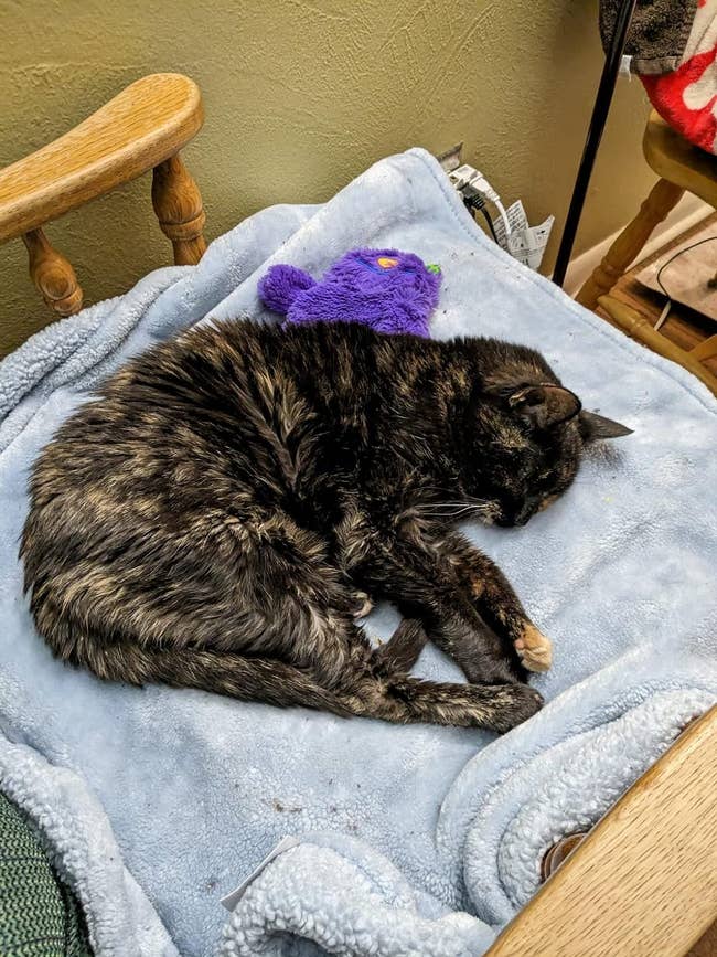A black cat curled up on a blue blanket with a purple stuffed toy on its back
