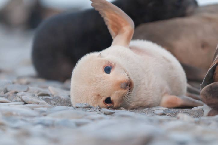 Rate These Baby Animals And We'll Tell You Whether You're Cold-Hearted Or  Not