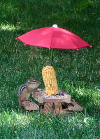 Chipmunk sits beside a cob of maize mounted connected a tiny picnic array with a reddish umbrella, surrounded by grass
