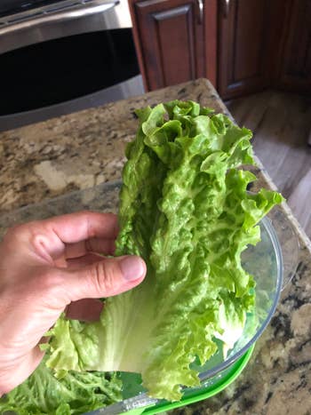 A manus holding a portion of leafy lettuce implicit a room counter, showing caller nutrient for repast preparation