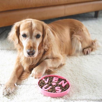 dog with pink version with their name in letters in a circle