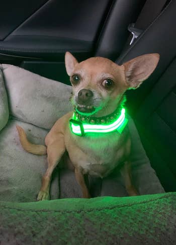 a reviewer photo of a chihuahua wearing the collar in green 