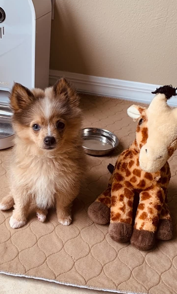 Reviewer image of small fluffy dog sitting in front of all white automatic dog feeder with camera and green light, and attached bowl 