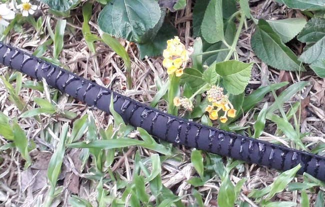 a soaker hose in a garden