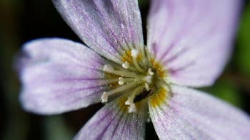 reviewer's beautiful close up pic of a purple flower taken using the lens kit