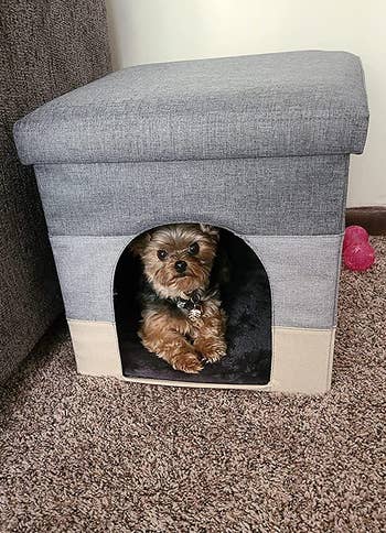 a tiny dog sitting inside the gray ottoman