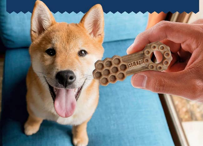 Shiba Inu with its tongue out looks at a hand holding a dog treat shaped like a key