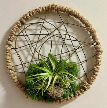 BuzzFeed writer's image of the brown dreamcatcher with green air plant hanging on the wall