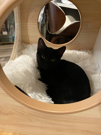 close up pic of the reviewer's cat inside the cat tower