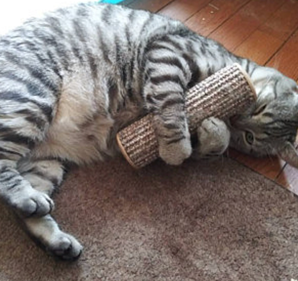 A cat holding the toy 