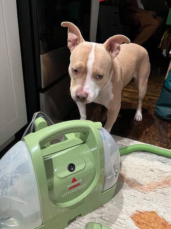 Dog standing next to a Bissell Little Green portable carpet cleaner