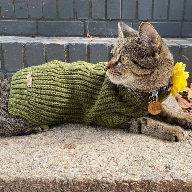 a cat wearing a green hand=knit sweater
