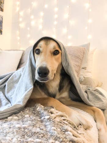 Dog wrapped in a blanket, looking at the camera, with fairy lights in the background
