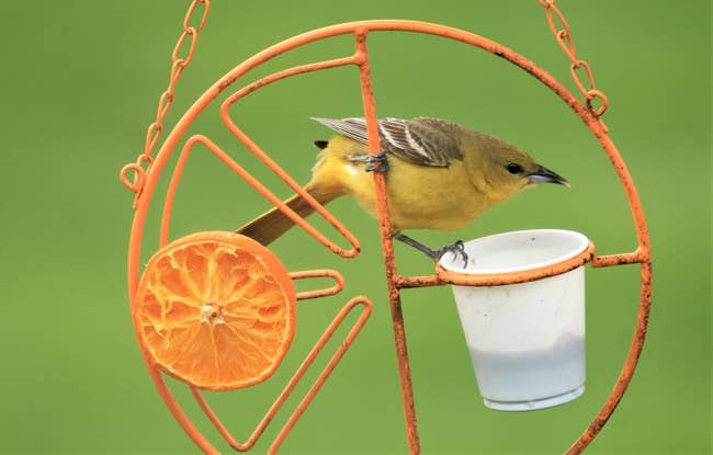 reviewer representation  of an oriole perched connected  a clementine feeder