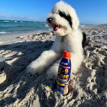 A fluffy dog sits on the beach next to a bottle of epi-pet K-9 Care Sunscreen