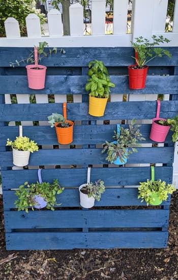 Vertical garden using blue pallet and colorful hanging pots with various plants